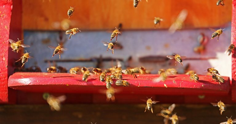 Bees flying around outside