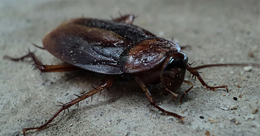 Cockroach on the ground