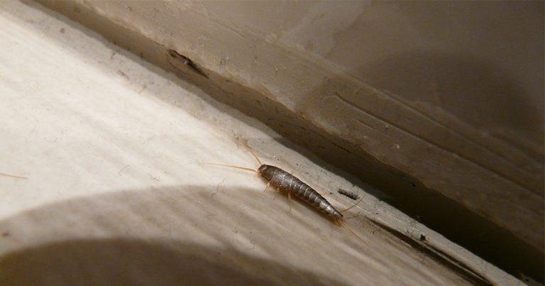 Silverfish on the ground