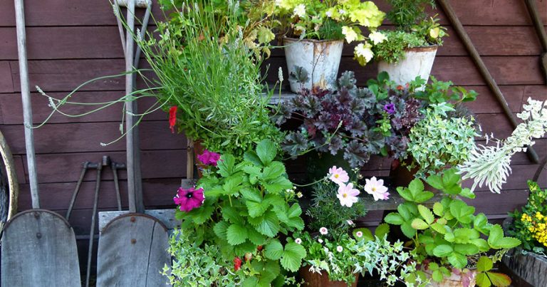 Flowers in pots and shovels