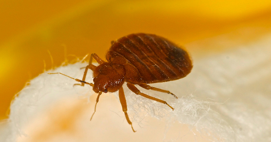 a bed bug close up