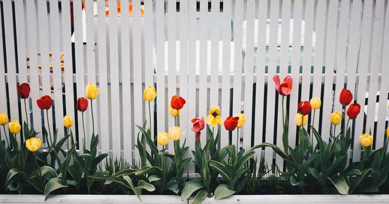Tulips growing along white slatted fence