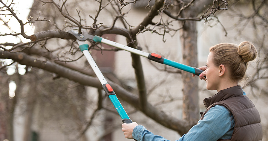Woman pruning branches of a tree