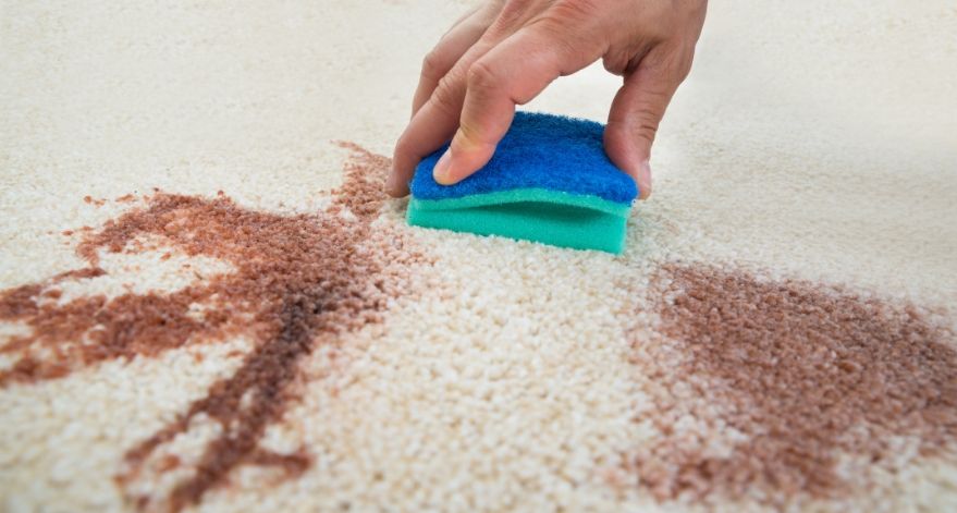 Someone is using a sponge to remove a carpet stain.