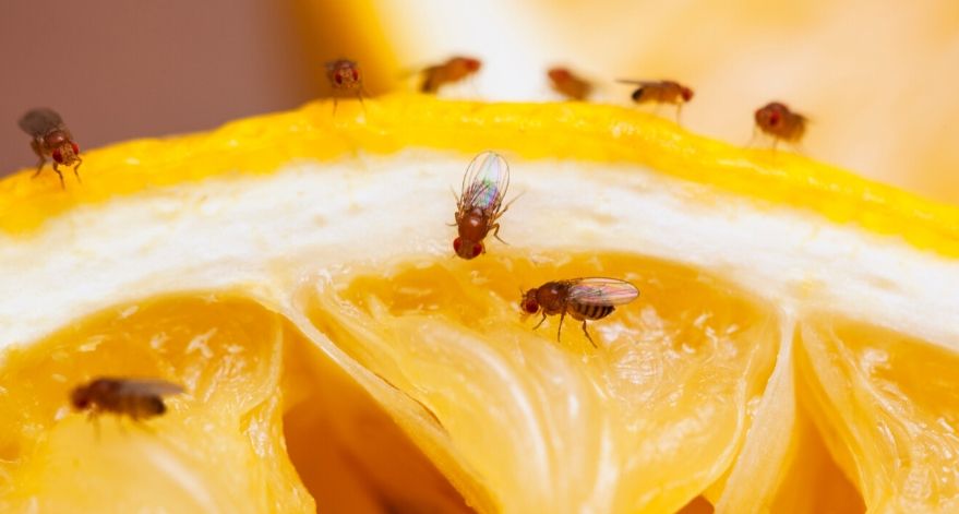 Fruit flies laying on a piece of orange.