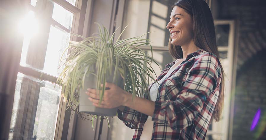 A woman standing near a window with a spider plant in her hands.